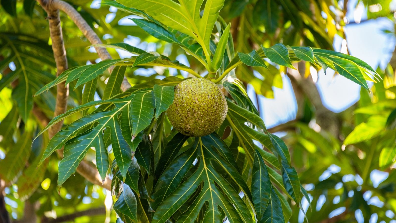 Top 9 Best St Vincent & The Grenadines Food to Try | Other Shores