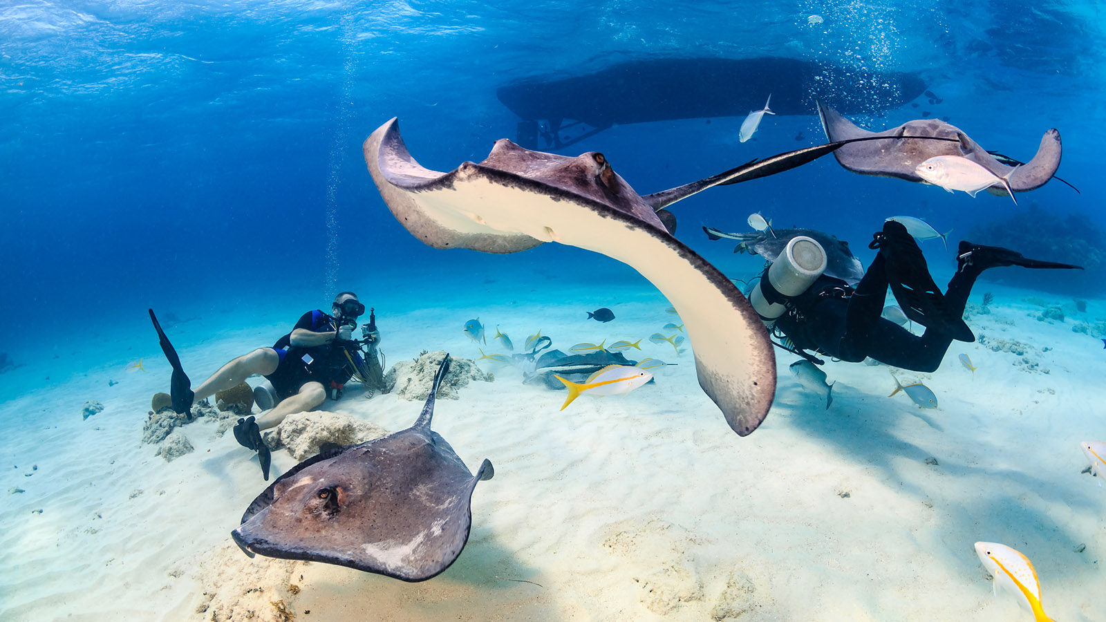 Stingray City Cayman Islands